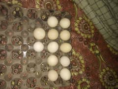 Aseel Eggs