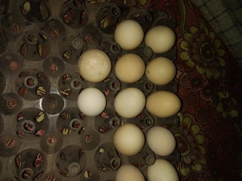 Aseel Eggs 1