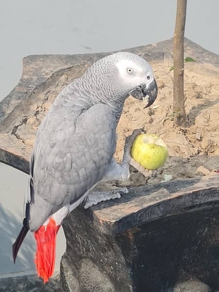 African Grey Parrot 0