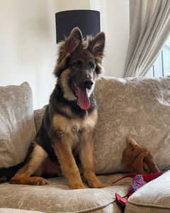 German shepherd puppies available looking for a new home