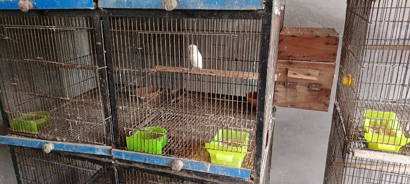 8 poshion bird cage good condition 4