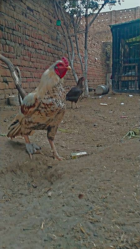 Aseel chicks for sale 1 hafta Ka ha what's app number 03354804708 0