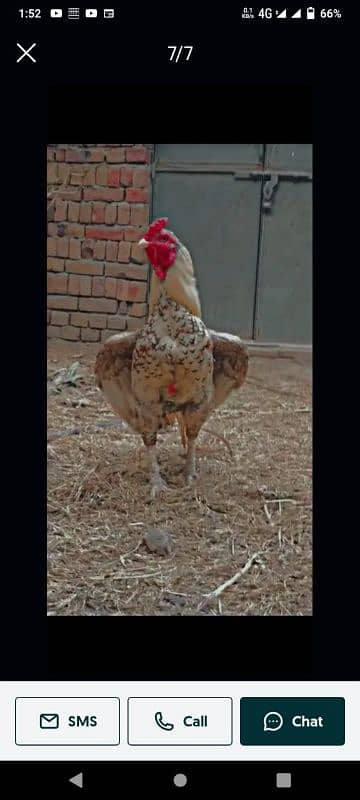 Aseel chicks for sale 1 hafta Ka ha what's app number 03354804708 1