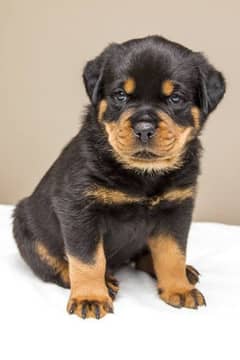 rottweiler female puppies available looking for a new home