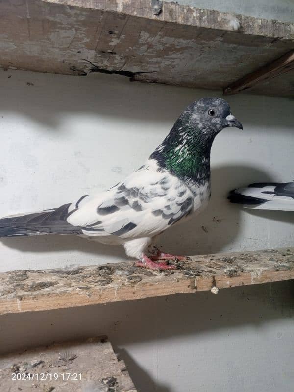 pigeon breedar pair 0