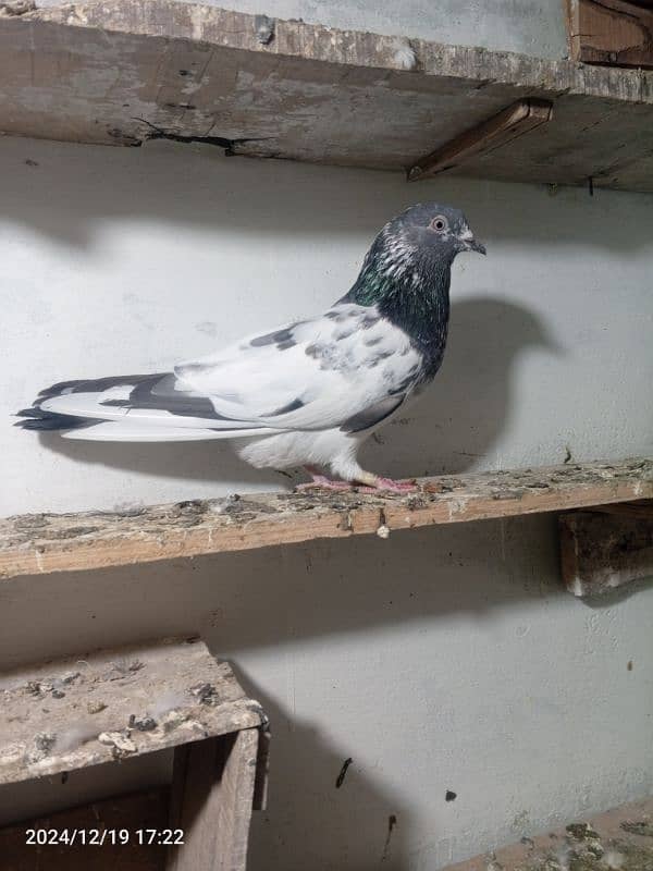 pigeon breedar pair 1