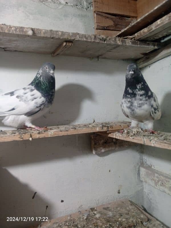 pigeon breedar pair 2