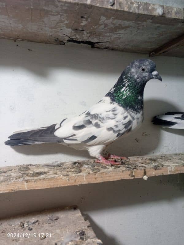 pigeon breedar pair 4