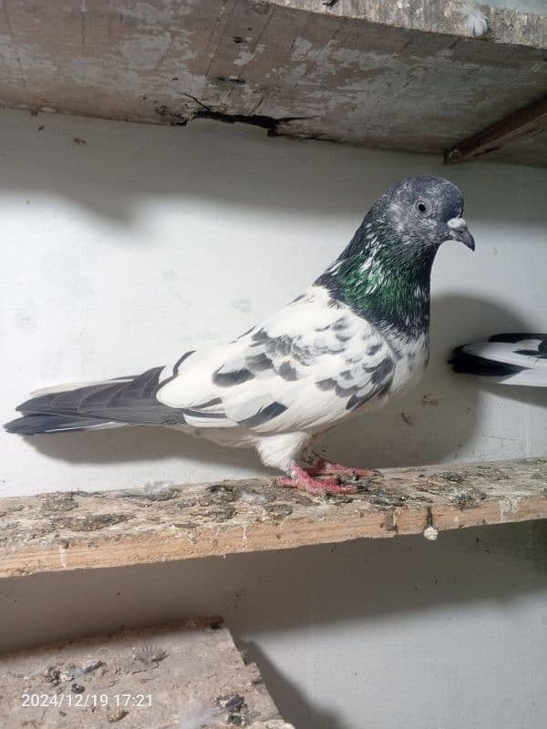 pigeon breedar pair 5