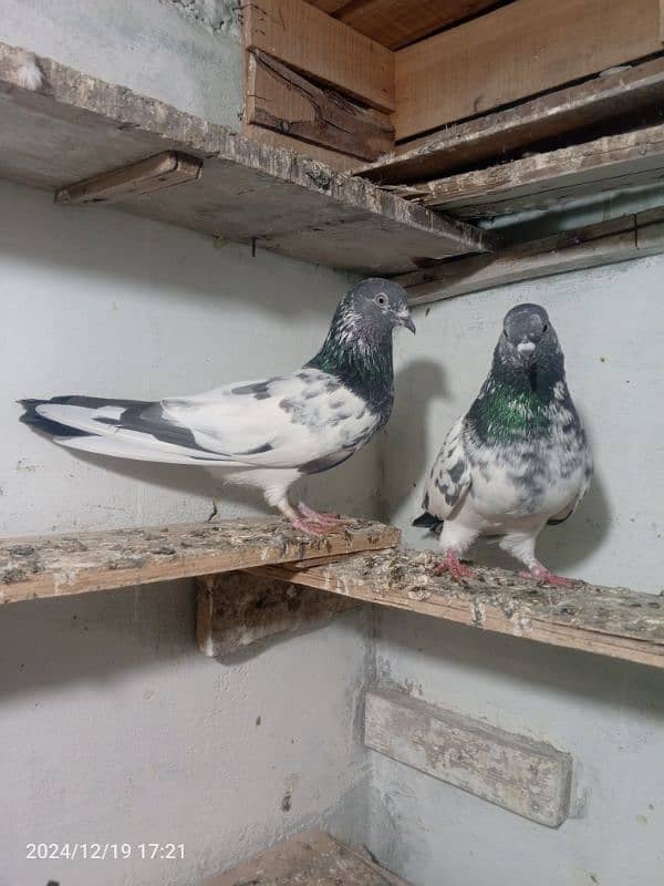 pigeon breedar pair 7