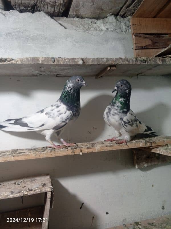 pigeon breedar pair 8