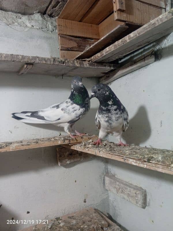 pigeon breedar pair 9