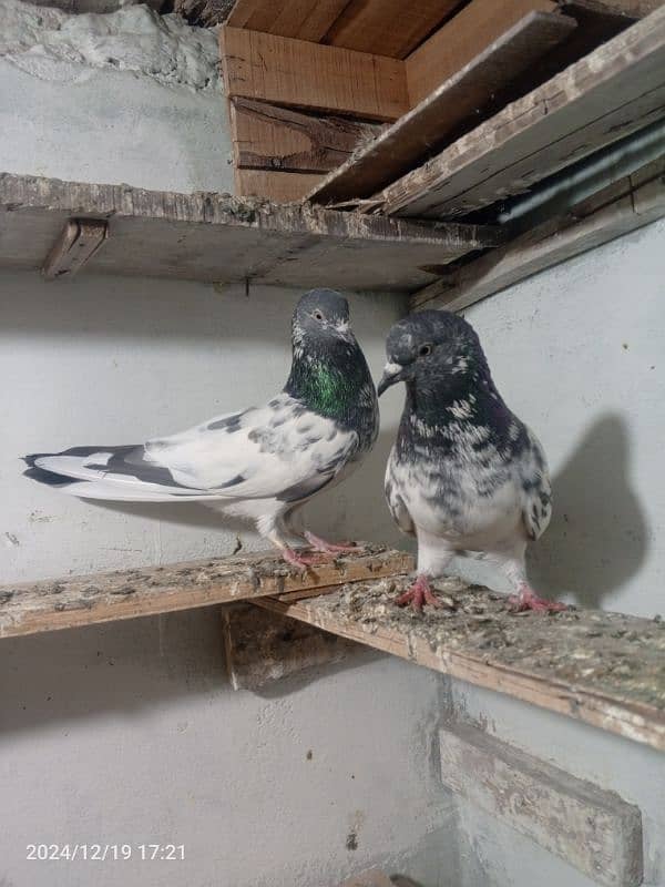 pigeon breedar pair 10