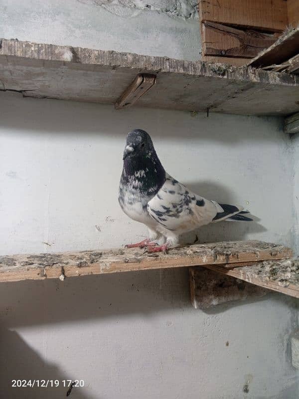 pigeon breedar pair 11