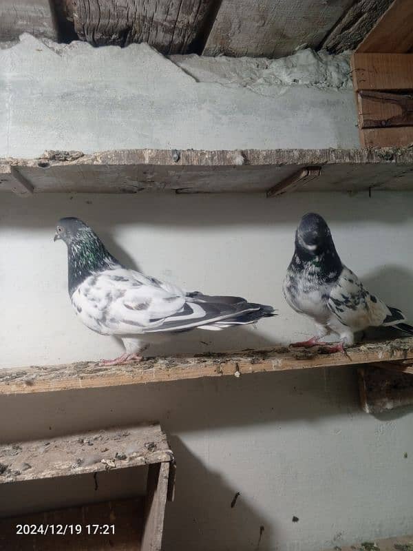 pigeon breedar pair 12