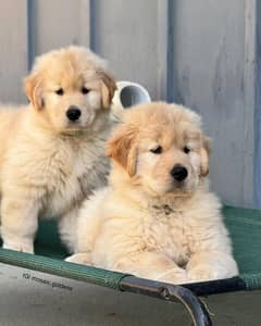 Golden retriever puppies available