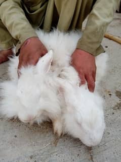 English Big Hair Rabbits