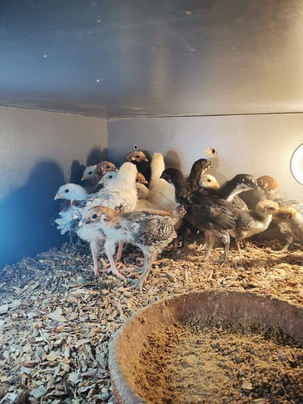 Egyptian FAYOUMI Australorp Heera aseel chicks 1