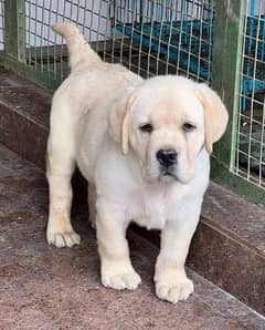 Labrador puppies available looking for a new home