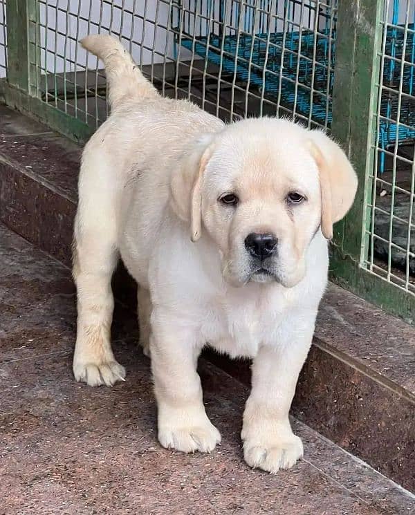 Labrador puppies available looking for a new home 0