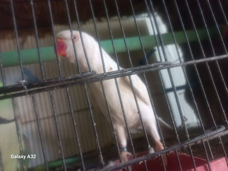 Aseel+Desi Hens+Green Parrot+white Parrot+white jawa+Albino 8