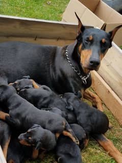 doberman puppies available looking for a new home