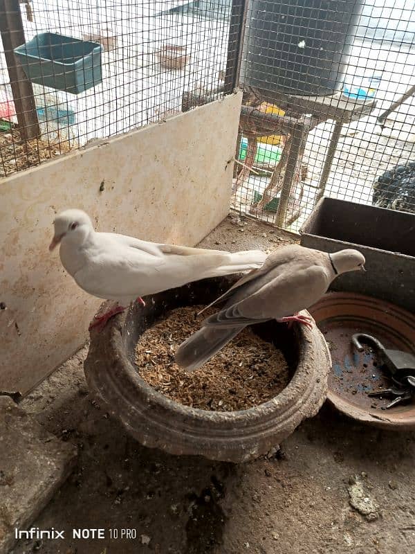 Dove / khumry pair white and brown 0