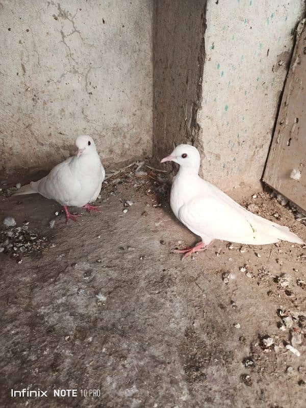 Dove / khumry pair white and brown 1