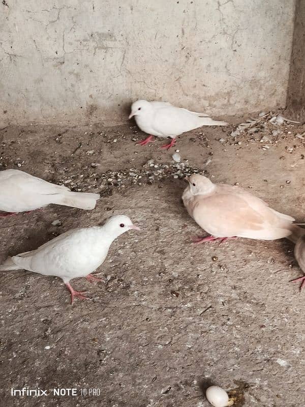 Dove / khumry pair white and brown 3