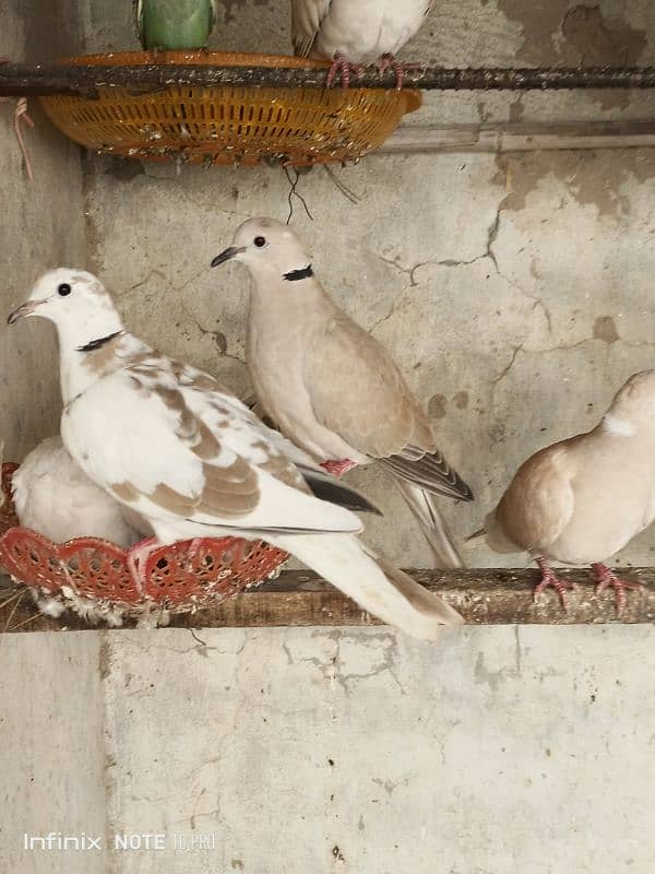 Dove / khumry pair white and brown 5