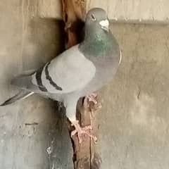 qasid top quality homer pigeon 5000 pair