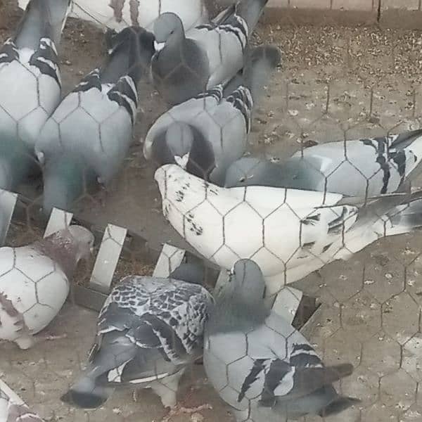 qasid top quality homer pigeon 5000 pair 1