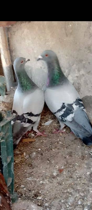 qasid top quality homer pigeon 5000 pair 2