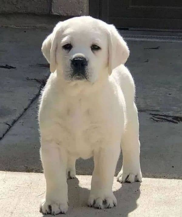 Labrador puppies available looking for a new home 0