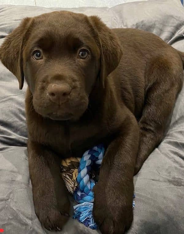 Labrador puppies available looking for a new home 1