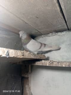 pigeon