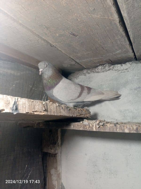 pigeon pair dubaz 0