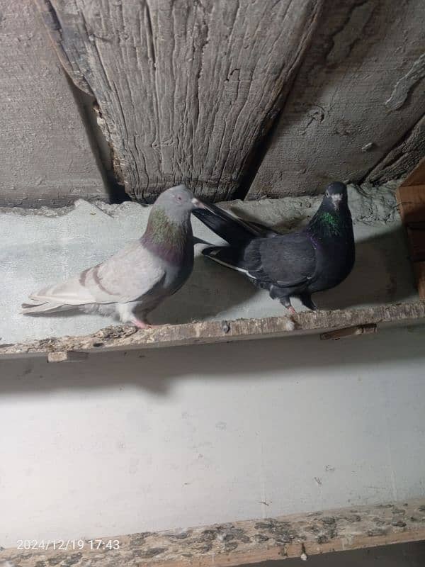 pigeon pair dubaz 1