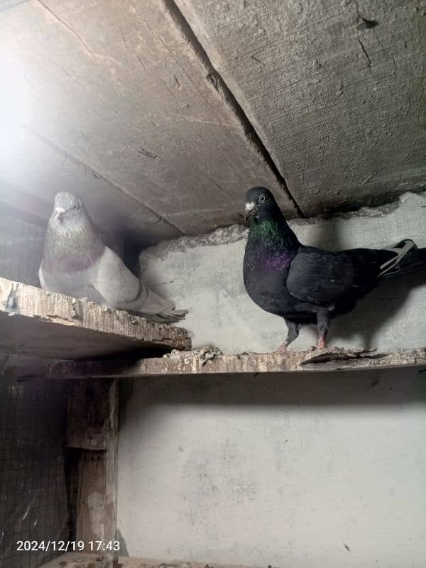 pigeon pair dubaz 3