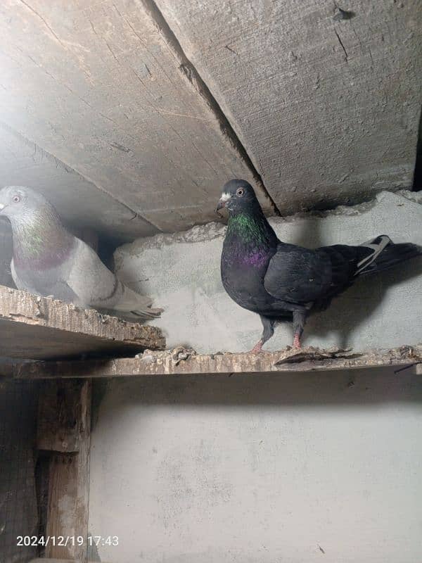 pigeon pair dubaz 5