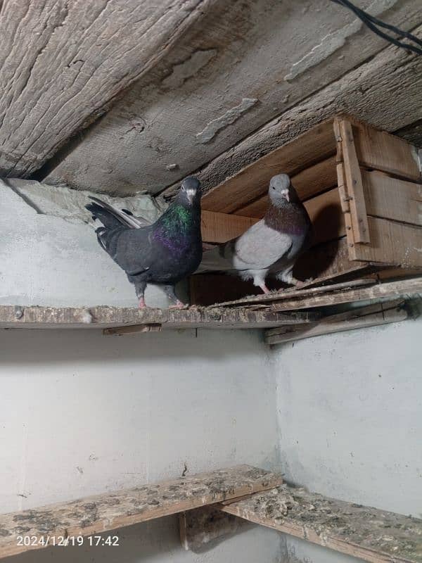 pigeon pair dubaz 8