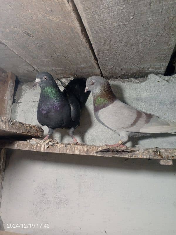 pigeon pair dubaz 9