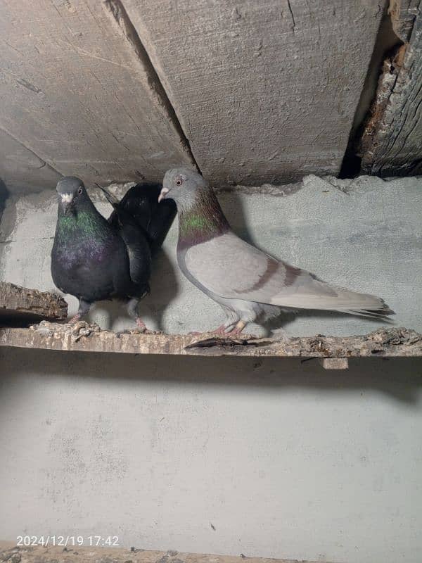 pigeon pair dubaz 10