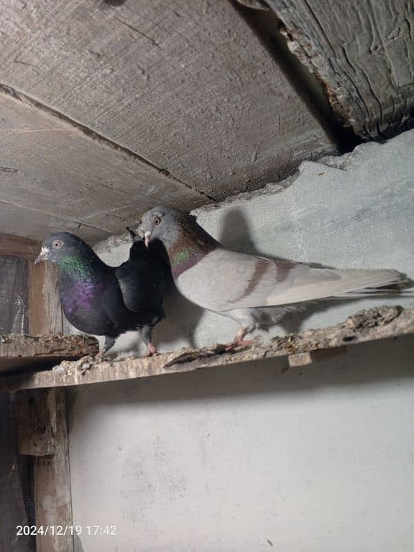 pigeon pair dubaz 11