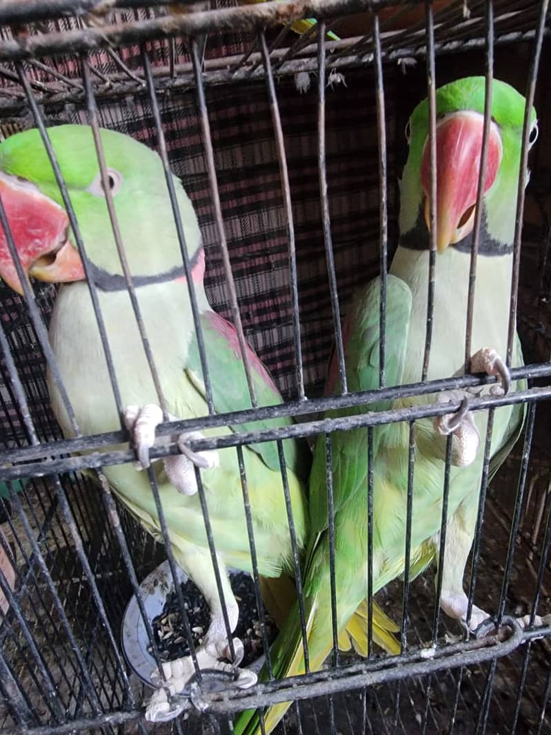 Raw/ green parrots available for sale [ Location Islamabad] 0