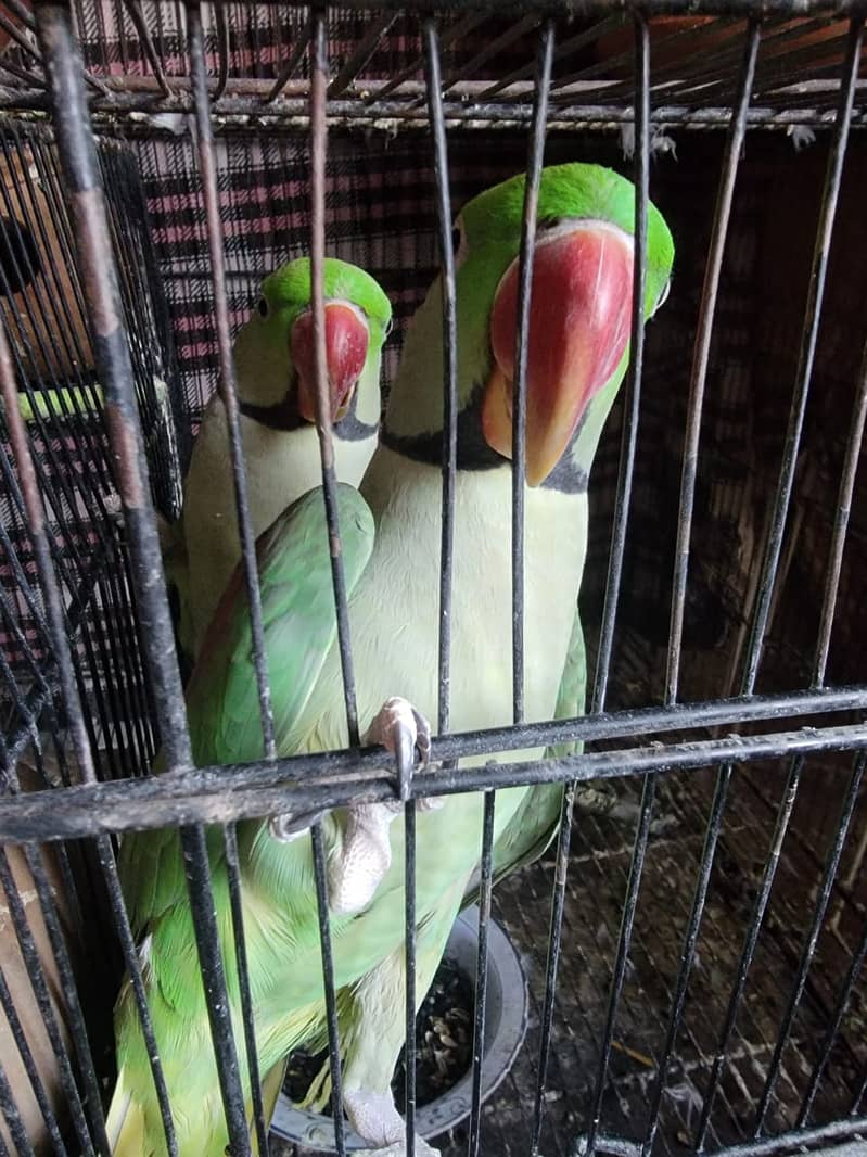 Raw/ green parrots available for sale [ Location Islamabad] 1