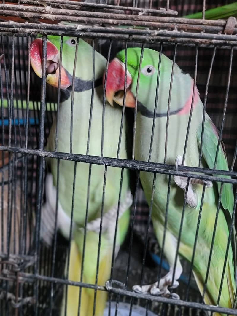 Raw/ green parrots available for sale [ Location Islamabad] 2