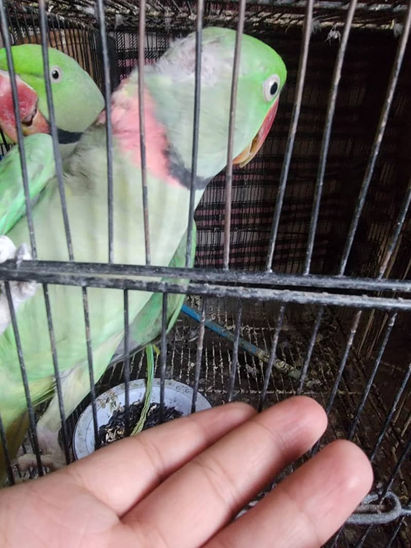 Raw/ green parrots available for sale [ Location Islamabad] 3