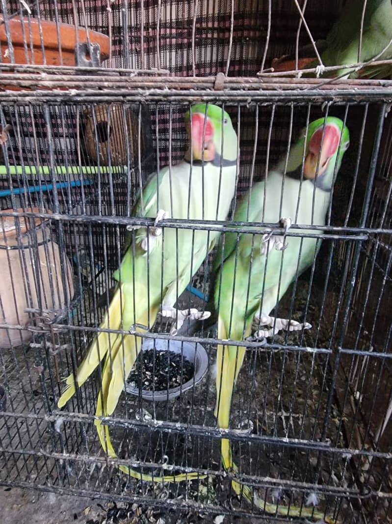 Raw/ green parrots available for sale [ Location Islamabad] 4