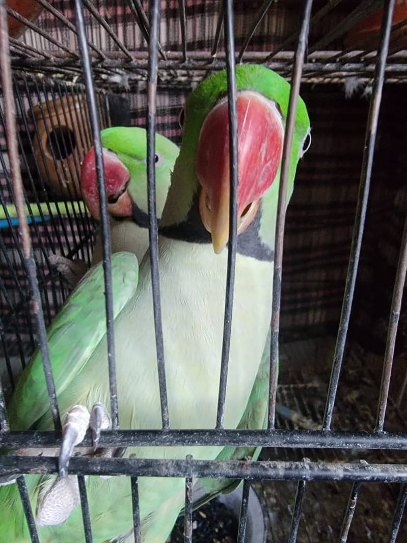 Raw/ green parrots available for sale [ Location Islamabad] 5